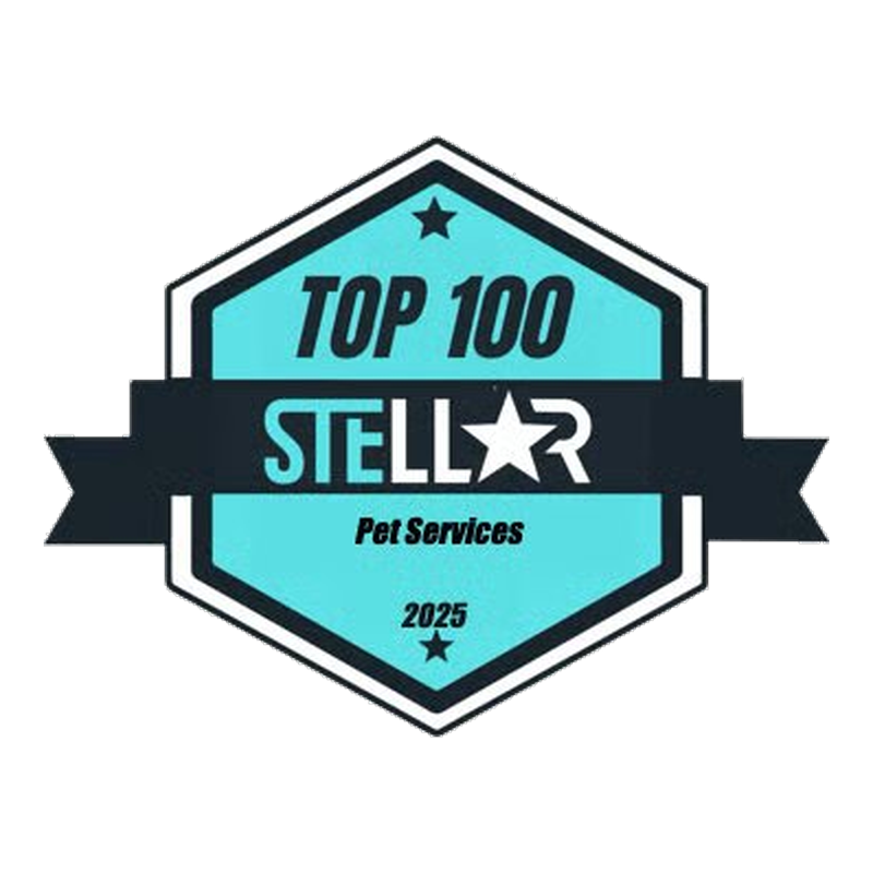 Best Pet Services in Boston